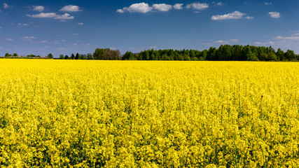 Obraz premium Intensively vivid yellow agriculture field. Rapeseed flowering in may. Typical polish agrarian spring landscape. Korolowka, Wlodawa, Poland, Europe.
