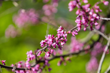 Redbud tree in springtime