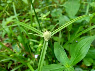 Cyperus rotundus (coco-grass, Java grass, nut grass, purple nut sedge, purple nutsedge, red nut sedge, Khmer kravanh chruk) with natural background. us rotundus is a perennial plant.