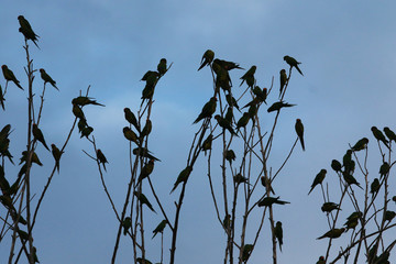 flock of birds on tree branches