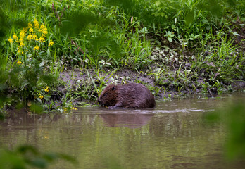 wild brown beaver stepped on a green meadow to enjoy fresh grass