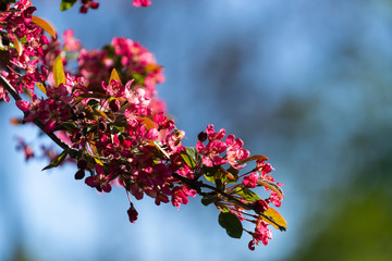 Red flowers in Springtime