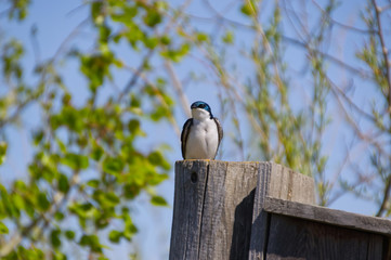 Tree Swallow