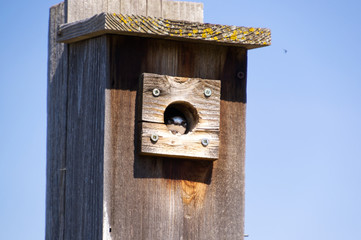 Wooden Bird House
