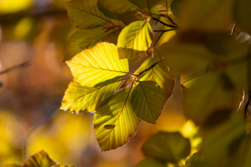 Leaves in trees