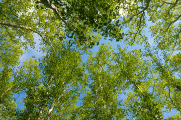 Green tall old Platanus tree forest park in Girona, Catalonia on spring season with green leaves on a sunny day