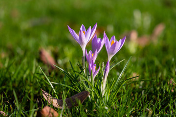 Purple Crocus flowers in the green grass