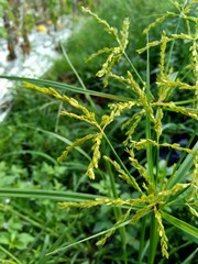 Cyperus rotundus (coco-grass, Java grass, nut grass, purple nut sedge, purple nutsedge, red nut sedge, Khmer kravanh chruk) with natural background. us rotundus is a perennial plant.