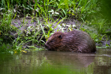 wild brown beaver stepped on a green meadow to enjoy fresh grass