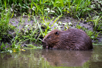 wild brown beaver stepped on a green meadow to enjoy fresh grass