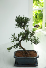 Japanese bonsai plant on white table indoors. Creating zen atmosphere at home