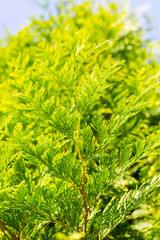 Thuja twigs close-up, coniferous branches. Bright green natural background. Sunny summer view.