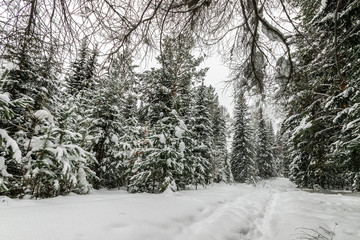 Fototapeta premium big Christmas trees in the snow in the winter in the forest