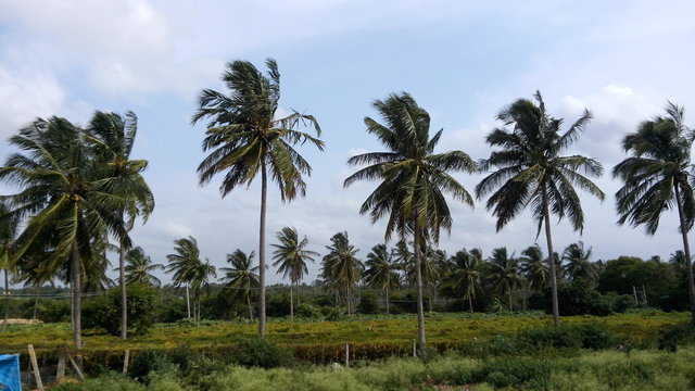 Palm Trees On Field © inamullhak cm/EyeEm