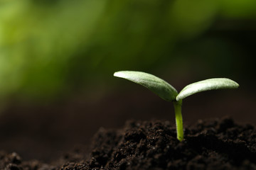 Young seedling growing in soil outdoors, closeup. Space for text