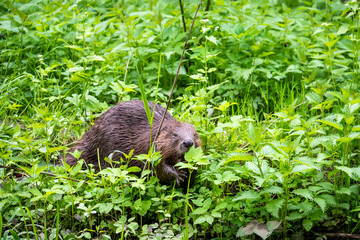 wild brown beaver stepped on a green meadow to enjoy fresh grass