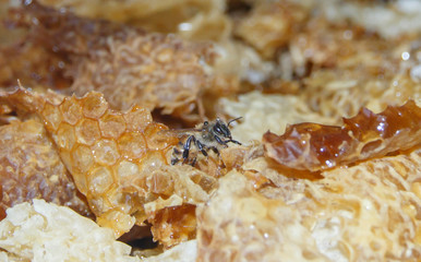 bee among honeycombs with honey 