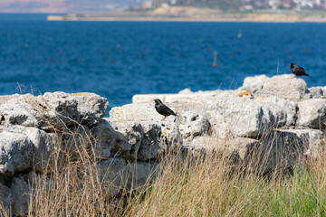 Black Starling on the background of the sea. A songbird with variegated plumage. Black wings with spots. Bright sunny day.
