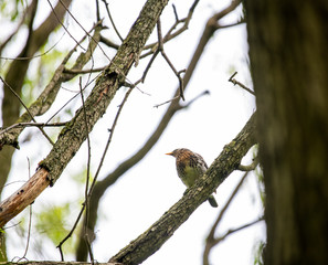 brown jay with blue wings sits on a branch