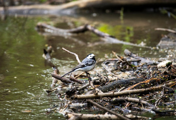 gray bird looking for food in a swamp in the forest