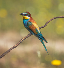 Pair of bee-eaters perched on a branch with spring background