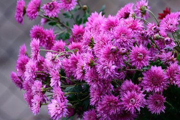 bouquet of chrysanthemums