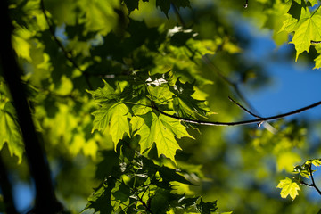 Green leaves in tree