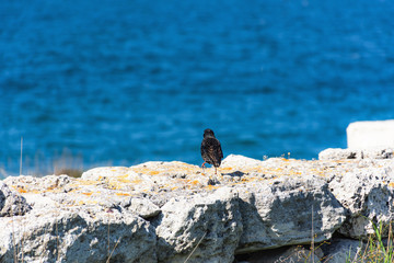 Black Starling on the background of the sea. A songbird with variegated plumage. Black wings with spots. Bright sunny day.