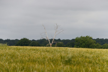 Fototapeta na wymiar arbre solitaire