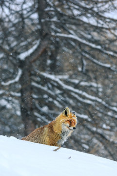 Volpe nella neve