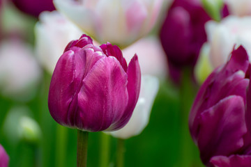 Fototapeta na wymiar A lilac tulip bud bloomed in spring. blooming purple tulips in the garden.