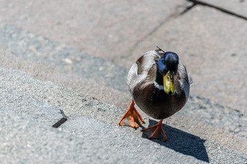 Wild duck walks on a stone staircase. Wildlife in the city.