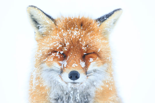Volpe nella neve