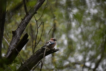 brown jay with blue wings sits on a branch