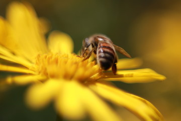 abeja