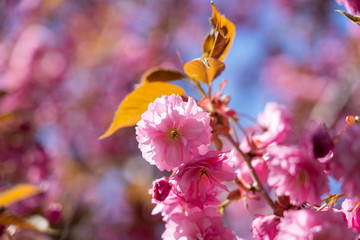 Pink flowers in springtime