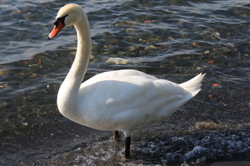 Close view swan on the lake