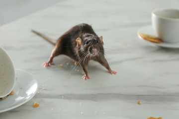 Rat near dirty dishes on table. Pest control