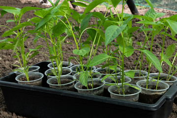 Pickled pepper seedlings in disposable cups stand on the ground in the garden. Planting seedlings in the garden.