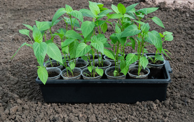 Pickled pepper seedlings in disposable cups stand on the ground in the garden. Planting seedlings in the garden.