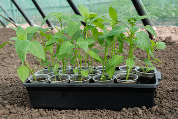 Pickled seedlings in disposable cups stand on the ground in the garden. Planting pepper seedlings in the ground.
