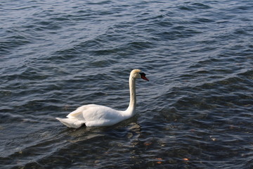 white swan(duck)  swimming  in blue water of lake 
