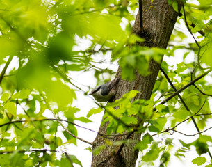gray-blue bird flew in to enjoy the seeds