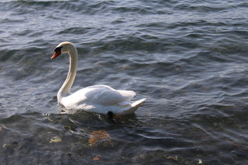 Obraz premium alone duck swimming in clear blue water