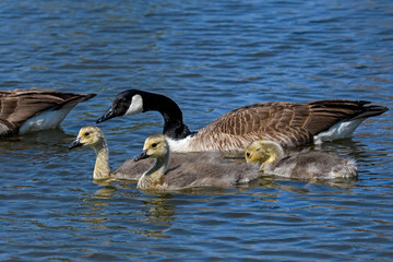 Mother Canada goose with goslings. It is a large wild goose with a black head and neck, white cheeks, white under its chin, and a brown body. Native to arctic and temperate regions of North America.