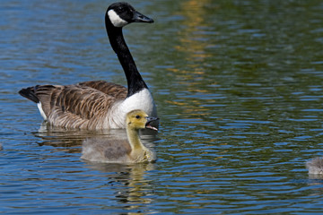 Mother Canada goose with goslings. It is a large wild goose with a black head and neck, white cheeks, white under its chin, and a brown body. Native to arctic and temperate regions of North America.