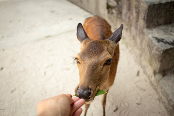 head of a deer