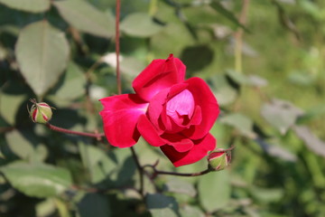 rose