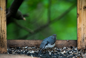 gray-blue bird flew in to enjoy the seeds