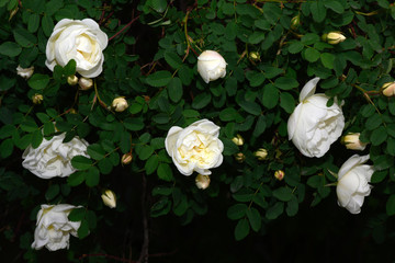 Obraz na płótnie Canvas beautiful blooming white rose bush 